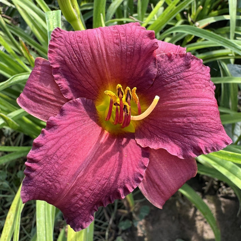 Little Wine Cup Daylily from Oakes Daylilies