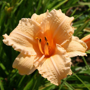 Louise Manelis Daylily from Oakes Daylilies