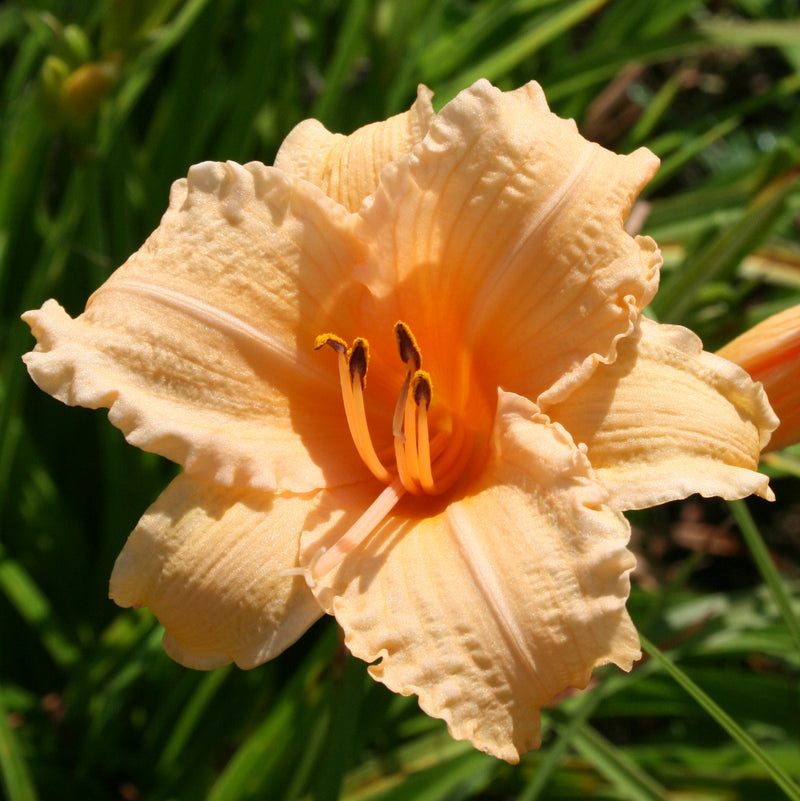 Louise Manelis Daylily from Oakes Daylilies