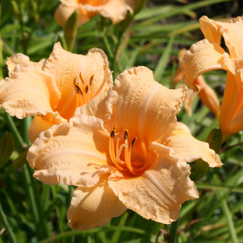Louise Manelis Daylily from Oakes Daylilies