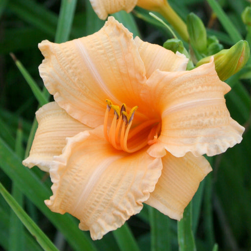 Louise Manelis Daylily from Oakes Daylilies