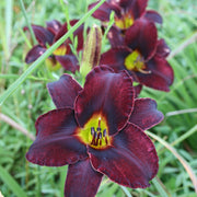 Midnight Magic Daylily from Oakes Daylilies