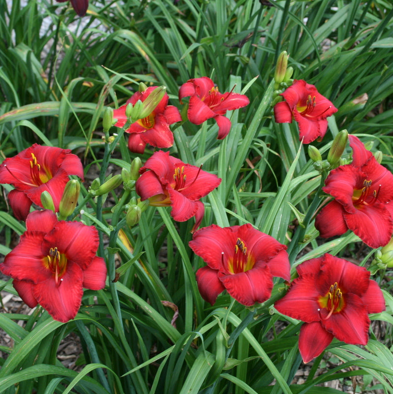 Madame Ruby Daylily from Oakes Daylilies