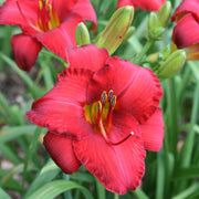 Madame Ruby Daylily from Oakes Daylilies