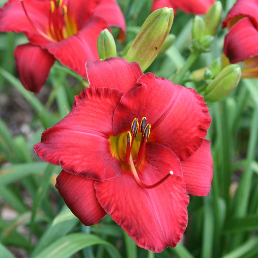 Madame Ruby Daylily from Oakes Daylilies