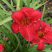 Madame Ruby Daylily from Oakes Daylilies