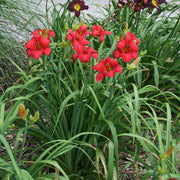 Madame Ruby Daylily from Oakes Daylilies