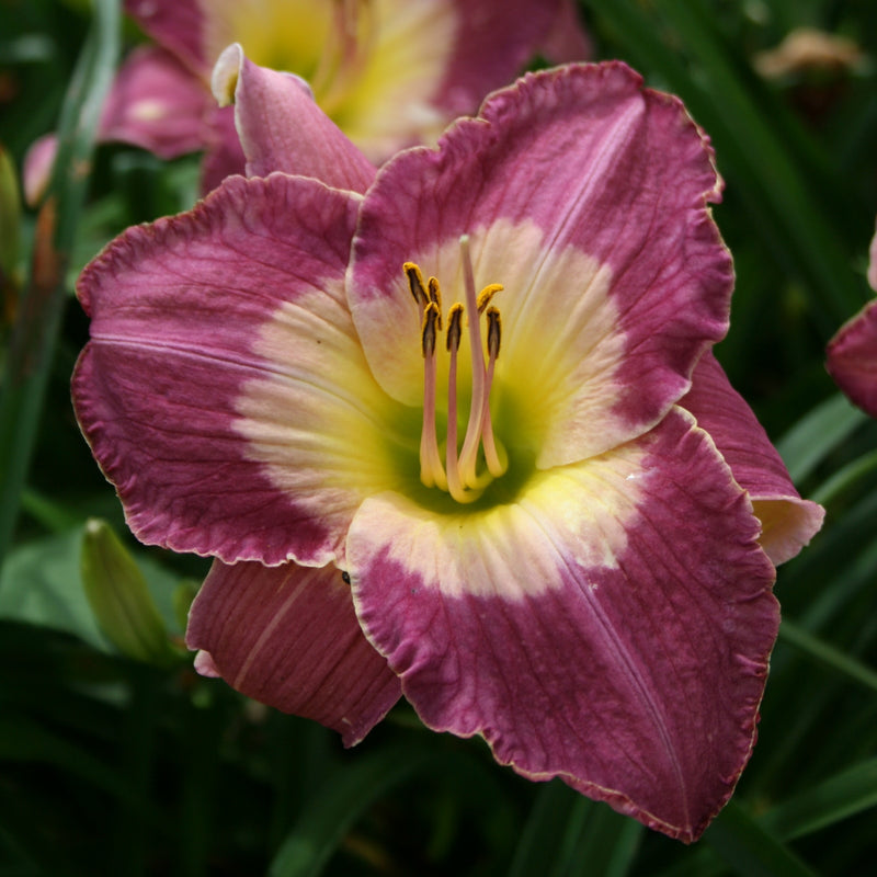 Malaysian Monarch Daylily from Oakes Daylilies
