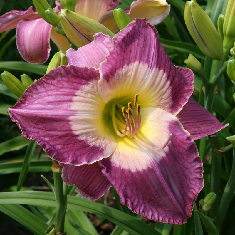 Malaysian Monarch Daylily from Oakes Daylilies