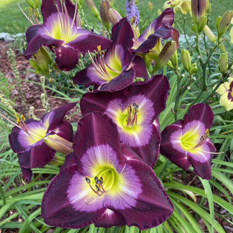 Malaysian Monarch Daylily from Oakes Daylilies