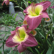 Malaysian Monarch Daylily from Oakes Daylilies