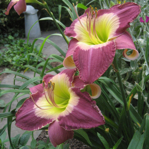 Malaysian Monarch Daylily from Oakes Daylilies