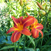 Man Catcher Daylily from Oakes Daylilies