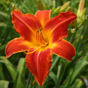 Man Catcher Daylily from Oakes Daylilies