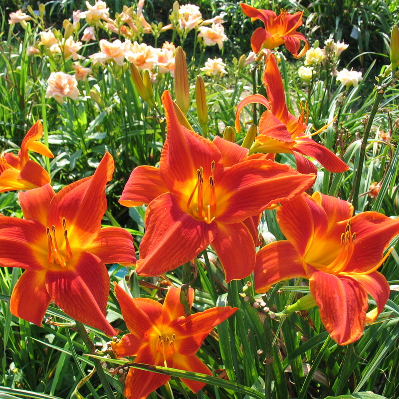 Man Catcher Daylily |Sizzling Bright |Oakes Daylilies