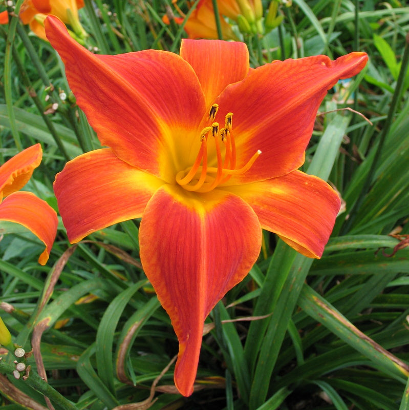 Man Catcher Daylily from Oakes Daylilies