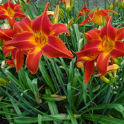 Man Catcher Daylily from Oakes Daylilies