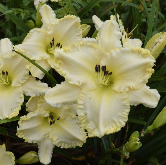 Marque Moon Daylily from Oakes Daylilies