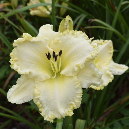 Marque Moon Daylily from Oakes Daylilies