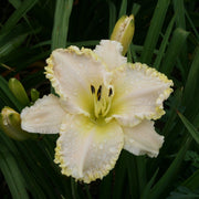Marque Moon Daylily from Oakes Daylilies