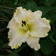 Marque Moon Daylily from Oakes Daylilies
