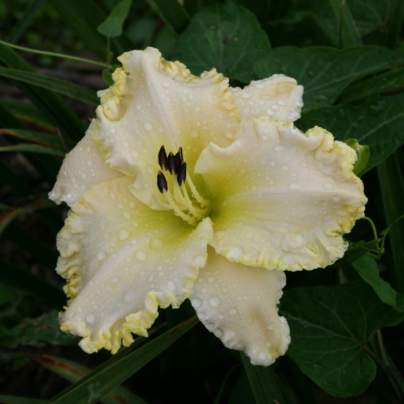 Marque Moon Daylily from Oakes Daylilies