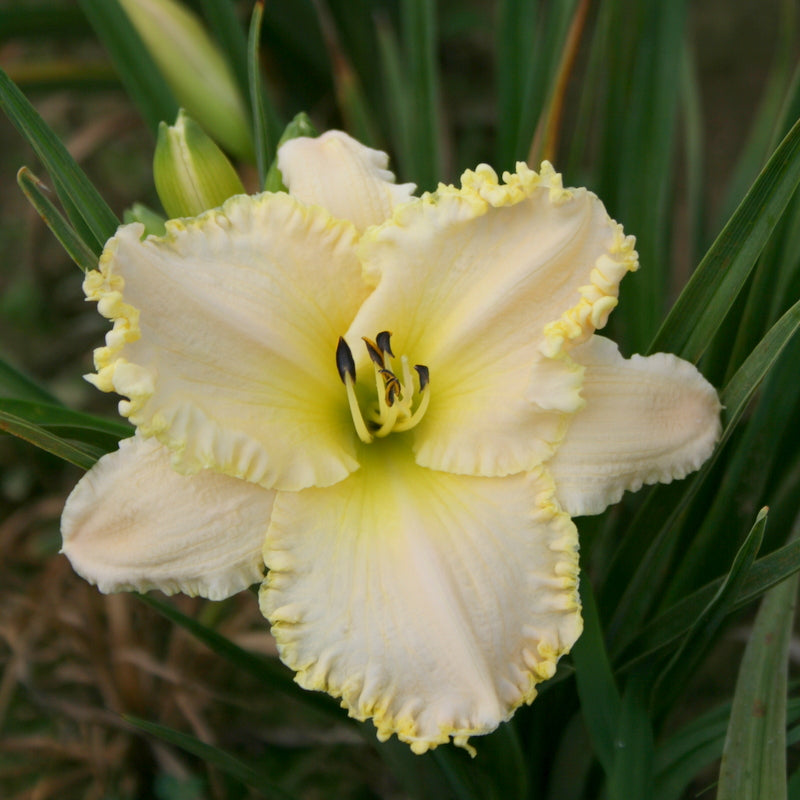 Marque Moon Daylily from Oakes Daylilies