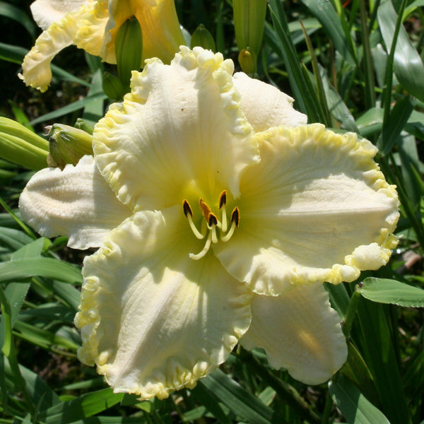 Marque Moon Daylily from Oakes Daylilies