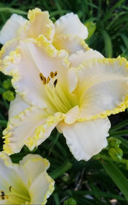 Marque Moon Daylily from Oakes Daylilies