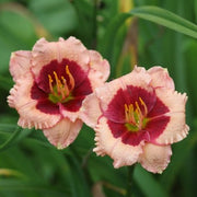 Mary Ethel Anderson Daylily from Oakes Daylilies