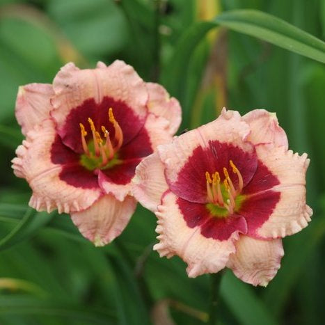 Mary Ethel Anderson Daylily from Oakes Daylilies
