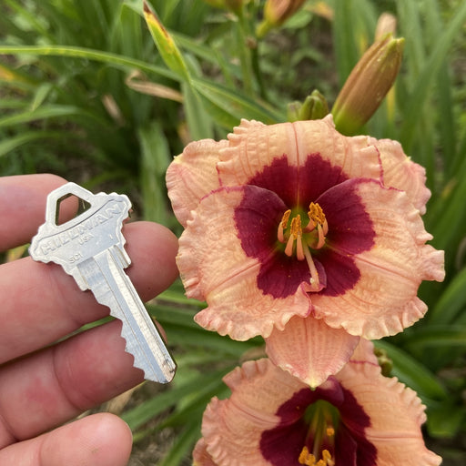 Mary Ethel Anderson Daylily from Oakes Daylilies