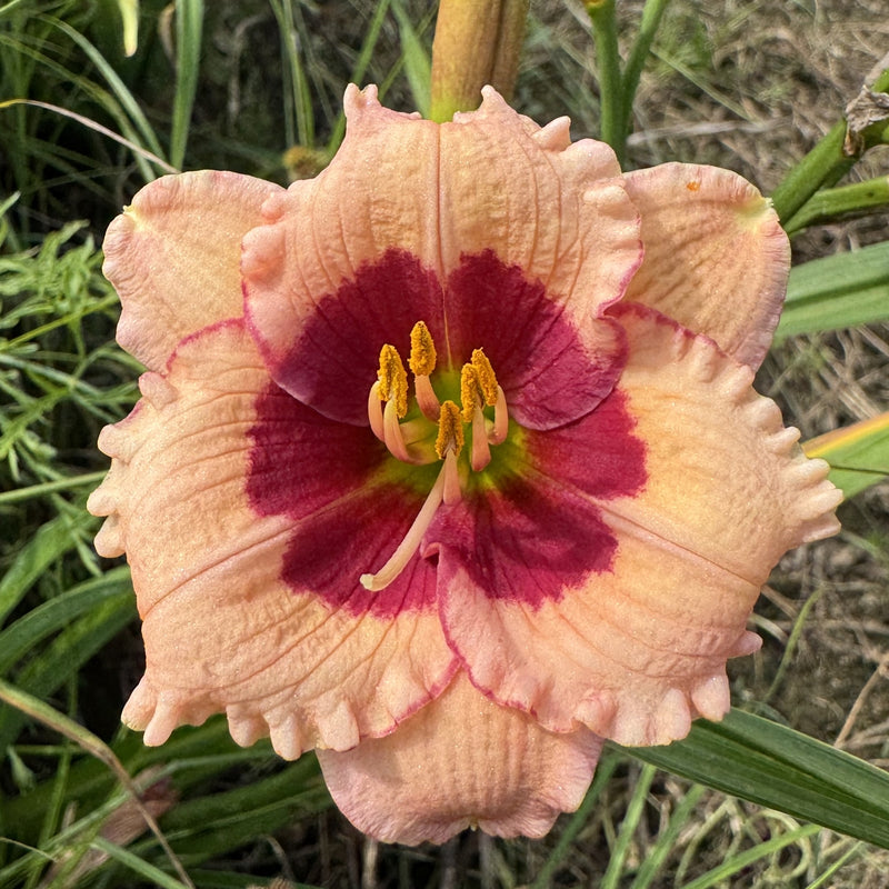 Mary Ethel Anderson Daylily from Oakes Daylilies