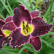 Mary's Baby Daylily from Oakes Daylilies
