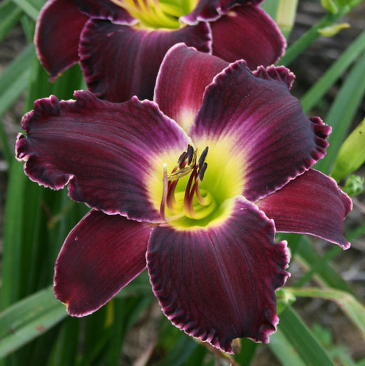 Mary's Baby Daylily from Oakes Daylilies