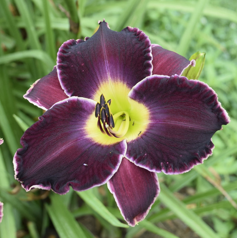 Mary's Baby Daylily from Oakes Daylilies