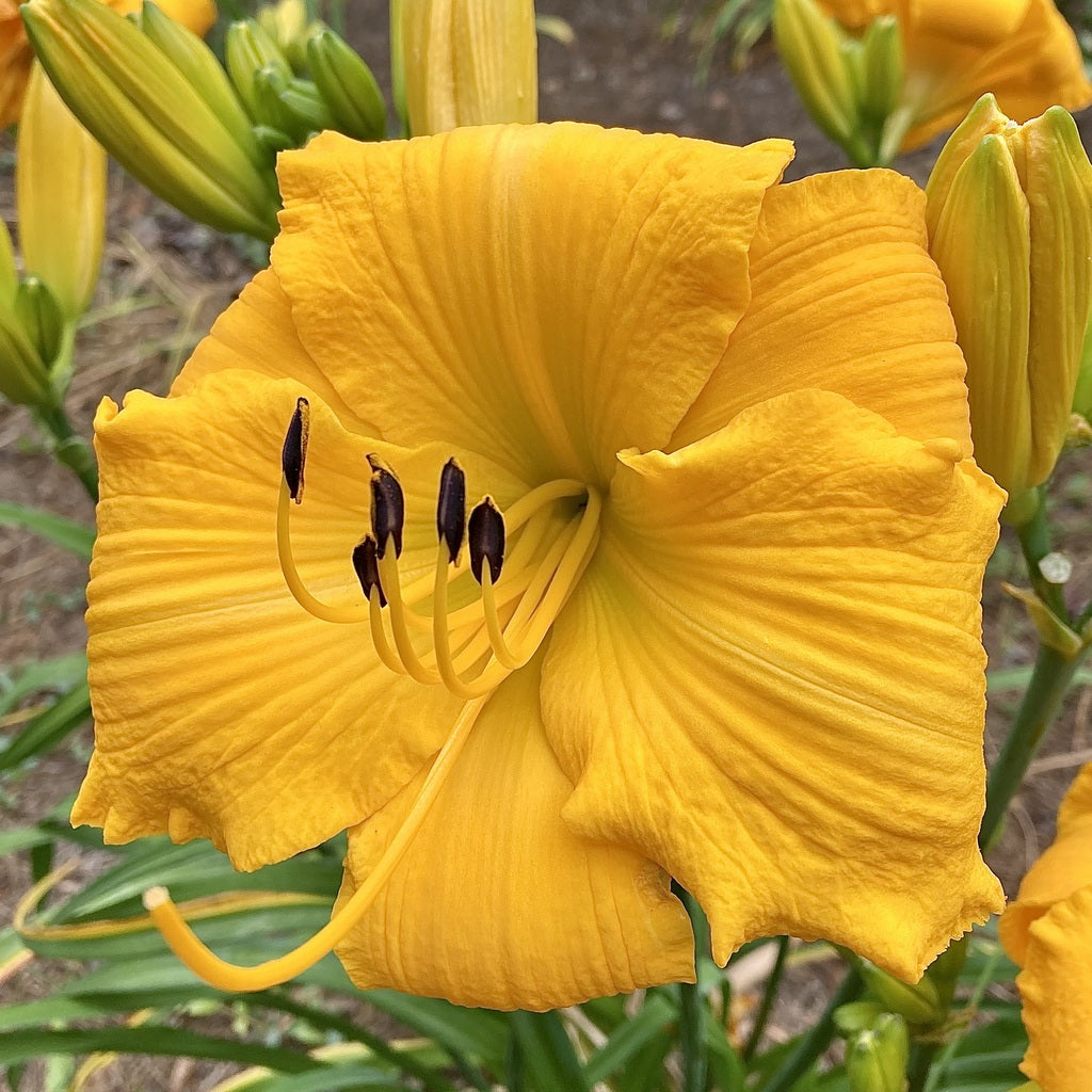 Oakes Daylilies Mary's Gold Daylily