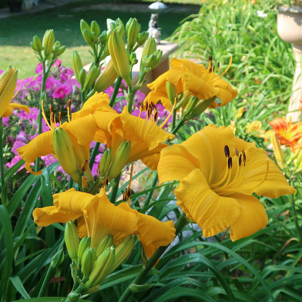 Oakes Daylilies Mary's Gold Daylily - Thumbnail 5