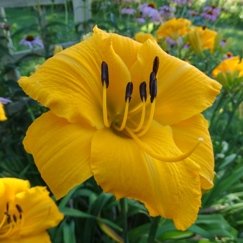 Oakes Daylilies Mary's Gold Daylily - Thumbnail 3