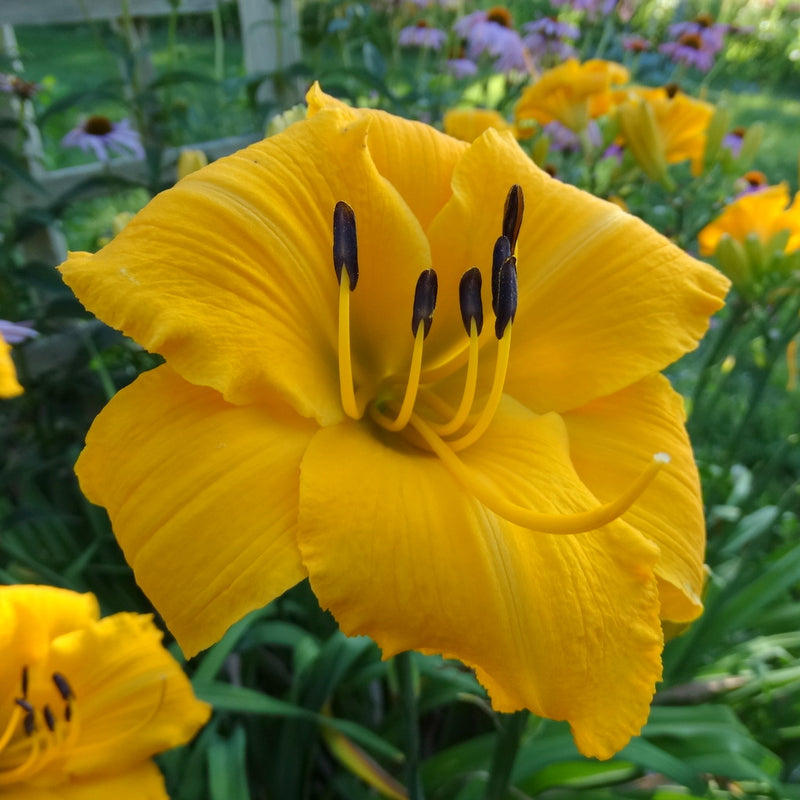Mary's Gold from Oakes Daylilies