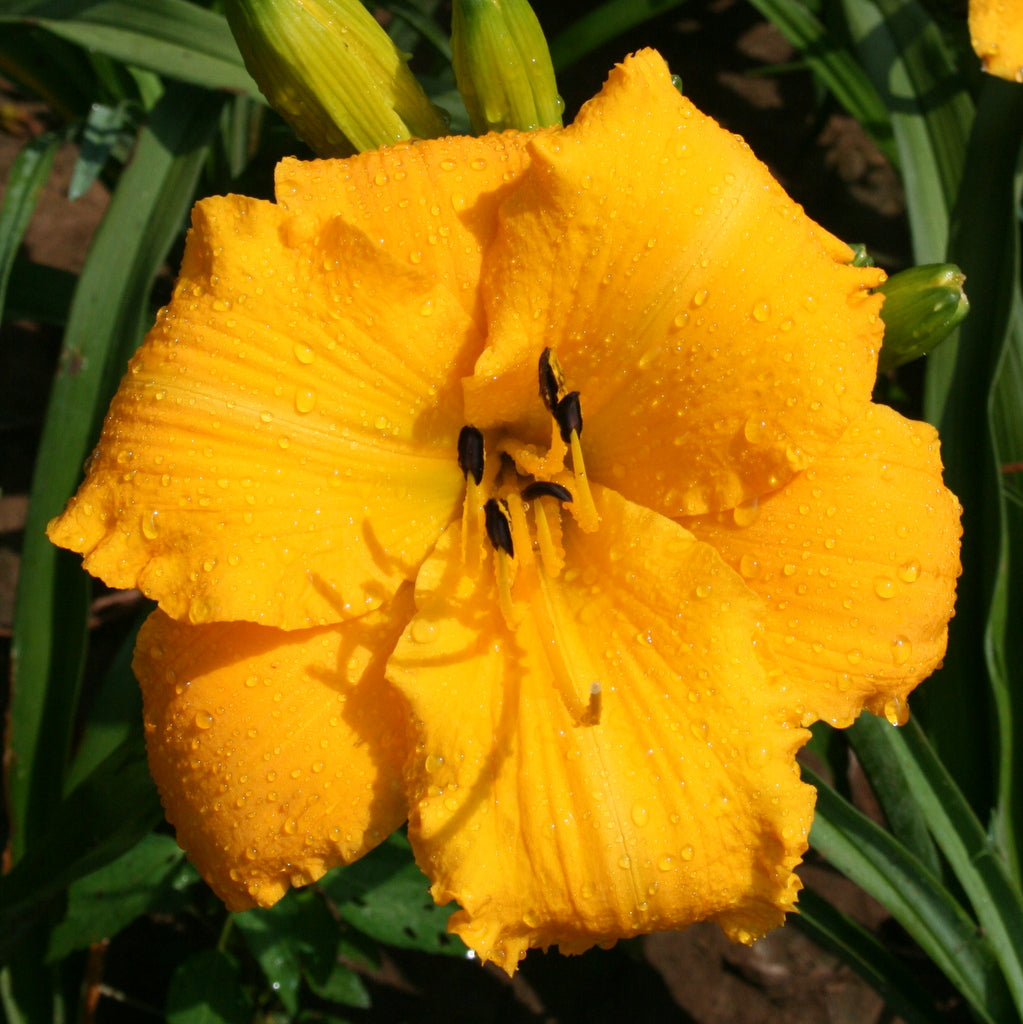 Oakes Daylilies Mary's Gold Daylily - Thumbnail 4