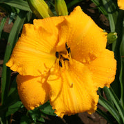 Mary's Gold from Oakes Daylilies