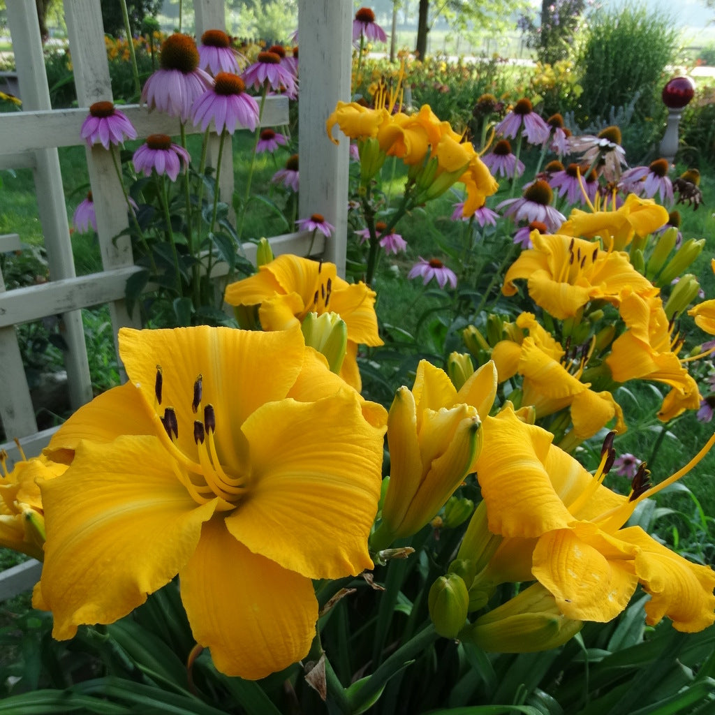Oakes Daylilies Mary's Gold Daylily - Thumbnail 2