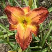Matchless Fire Daylily from Oakes Daylilies