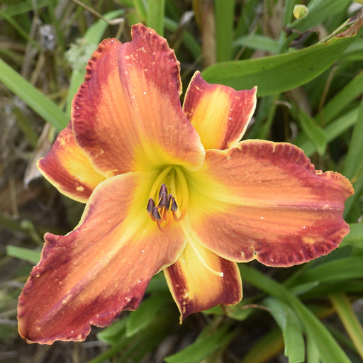 Matchless Fire Daylily from Oakes Daylilies