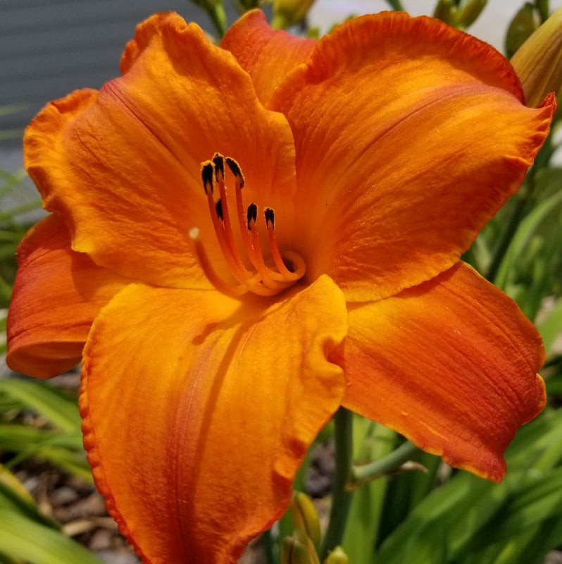 lily day flower Mauna Loa Daylily | Bright Profuse Blooms