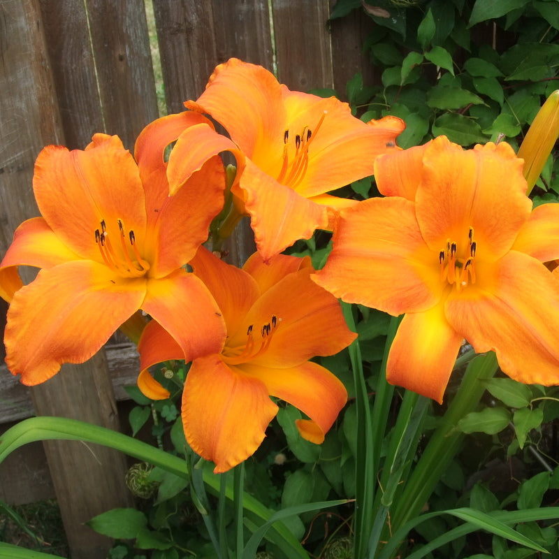 Mauna Loa Daylily | Bright Profuse Blooms | Oakes Daylilies