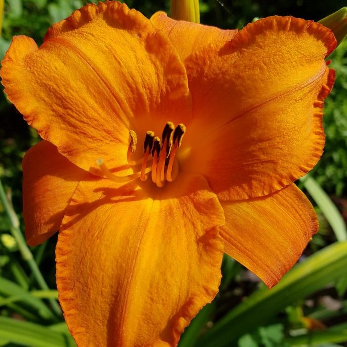 Mauna Loa Daylily from Oakes Daylilies