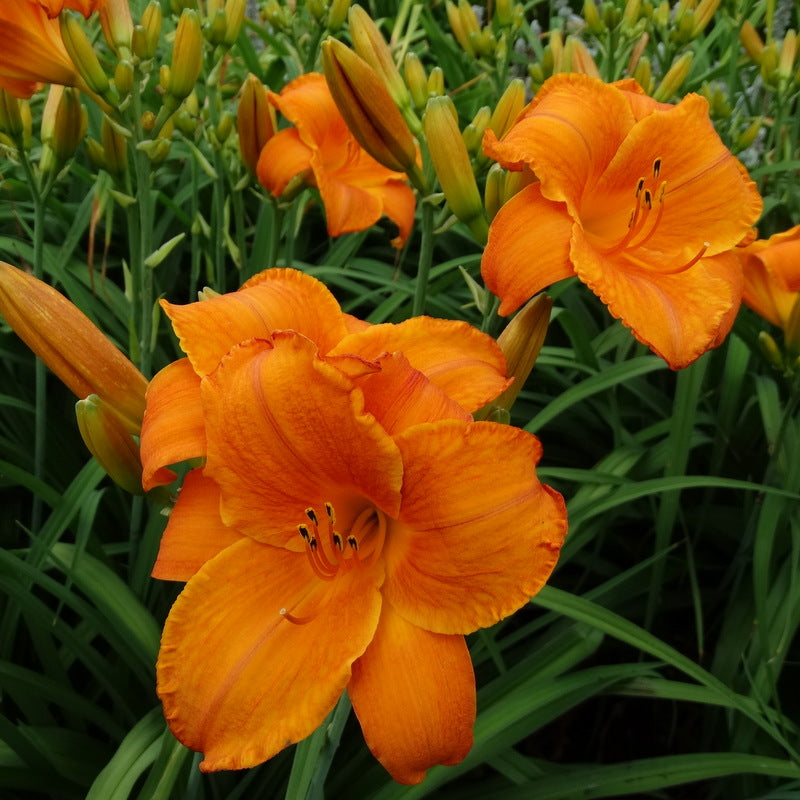 Mauna Loa Daylily | Bright Profuse Blooms | Oakes Daylilies