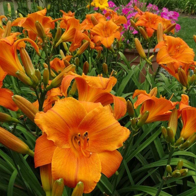 Mana Loa Mauna Loa Daylily | Bright Profuse Blooms | Oakes Daylilies